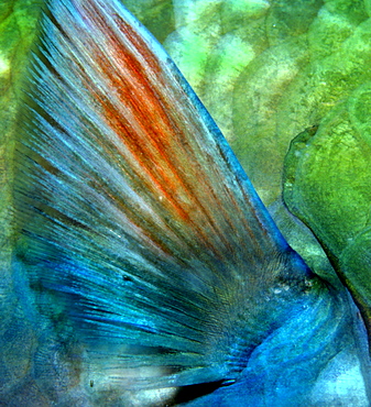 Fin of a Bicolour Parrotfish (Cetoscarus bicolor)