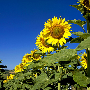 Sunflowers (Helianthus annuus)