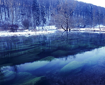 Single tree reflected in the Brenz river, Eselsburger Tal valley near Herbrechtingen, Swabian Alb, Baden-Wuerttemberg, Germany, Europe