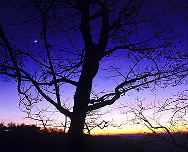 Tree silhouette and moon rise, Swabian Alb, Baden-Wuerttemberg, Germany, Europe