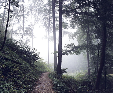 Path through a forest in fog, Zipfelbachschlucht gorge, near Weilheim, Swabian Alb, Baden-Wuerttemberg, Germany, Europe