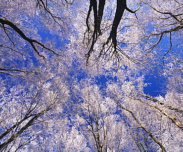 Trees with hoar frost, Kaltes Feld, Swabian Alb, Baden-Wuerttemberg, Germany, Europe