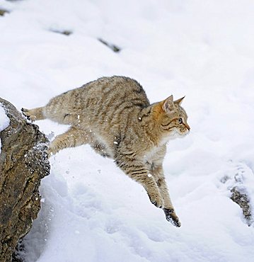 Wildcat (Felis silvestris), juvenile in winter, jumping