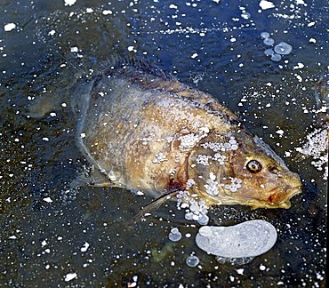 Frozen carp in a frozen fish pond