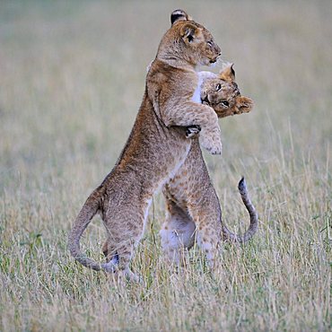 Lion (Panthera leo), playing cubs, Masia Mara, national park, Kenya, East Africa