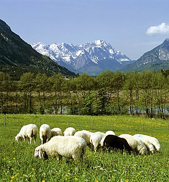 The black sheep, sheep herd grazing in meadow in springtime, mountain landscape near Eschenlohe, Upper Bavaria, Bavaria, Germany, Europe