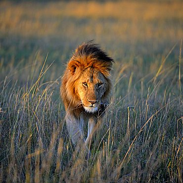 Lion (Panthera leo) with a mane in the first morning light, Masai Mara Nature Reserve, Kenya, East Africa