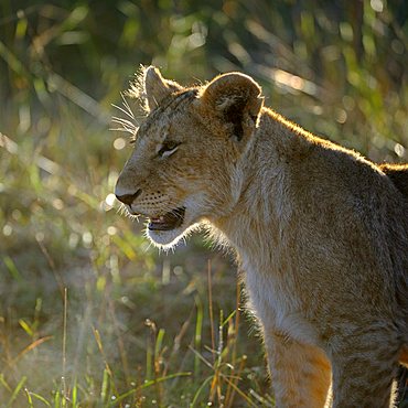 Young Lion (Panthera leo), in the first morning light, Masai Mara Nature Reserve, Kenya, East Africa