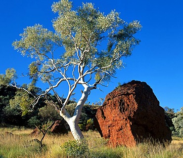 Red boulder rock, Eucalyptus gum tree, Pilbara, Northwest Australia