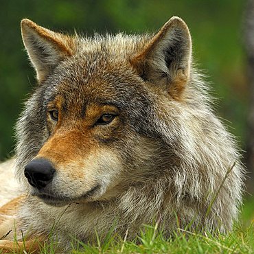 Wolf (Canis lupus) portrait, Norway, Scandinavia, Europe