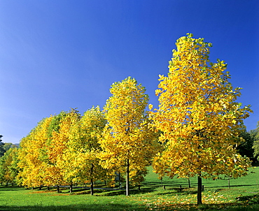 Young Maple trees (Acer) in autumn, autumnal foliage, Germany, Europe