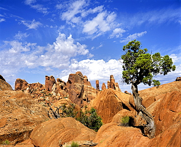 Devils Garden, Arches National Park, Utah, USA