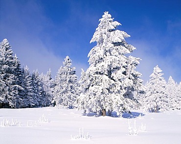 Fir trees (Abies) in the snow, southern Black Forest, Baden-Wuerttemberg, Germany, Europe