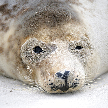 Grey Seal (Halichoerus grypus), female, portrait after sandstorm