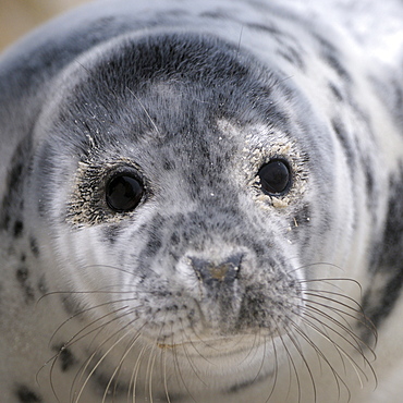 Grey Seal (Halichoerus grypus), young which is some weeks old