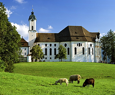 Wieskirche near Steingaden, sheep, Pfaffenwinkel, Upper Bavaria, Germany