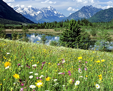 Flower meadow in springtime, mountain landscape, Seven Springs ("Sieben Quellen"), moorland, near Eschenlohe, Loisach Valley, Muehlbach, Upper Bavaria, Bavaria, Germany, Europe