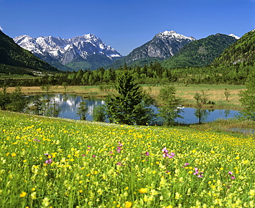 Flower meadow in springtime, mountain landscape, Seven Springs ("Sieben Quellen"), moorland, near Eschenlohe, Loisach Valley, Muehlbach, Upper Bavaria, Bavaria, Germany, Europe