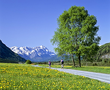 Cyclists in field lane, flower meadow in springtime, mountain landscape near Eschenlohe, Upper Bavaria, Bavaria, Germany, Europe