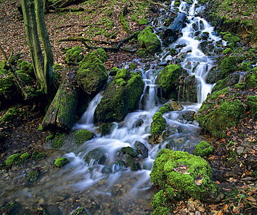 Moss-covered rocks in a forest stream, North Rhine-Westphalia, Germany, Europe