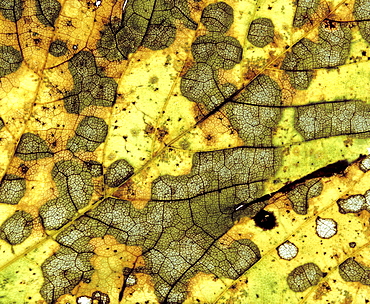 Autumn leaf, detail, macro