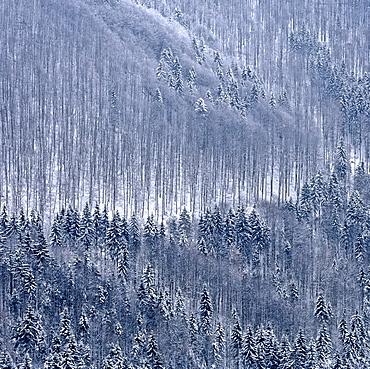 Mountain forest, firs (Picea abies) in winter