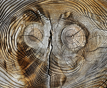 Trunk with patterning like a face and knotholes like eyes