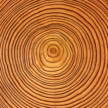 Larch (Larix) tree trunk cross-section: tree rings