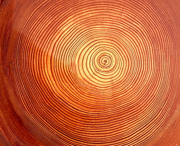 Larch (Larix) tree trunk cross-section: tree rings