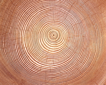 Larch (Larix) tree trunk cross-section: tree rings