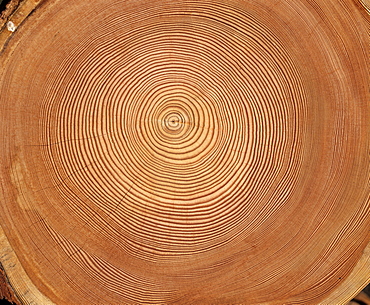 Larch (Larix) tree trunk cross-section: tree rings