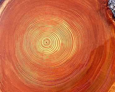 Larch (Larix) tree trunk cross-section: tree rings