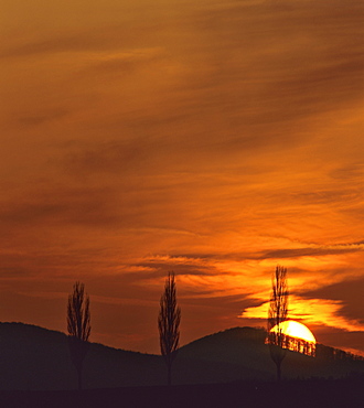 Poplars silhouetted against the setting sun and a glowing night sky