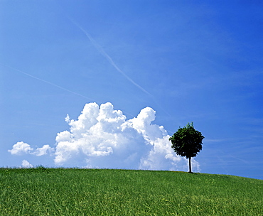 Grassy meadow and lone tree with cumulus clouds in a blue sky