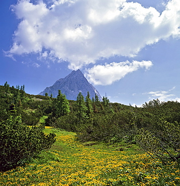 Mountain meadow and Mt. Hochkoenig, Berchtesgadener Alps, Salzburger Land, Austria, Europe