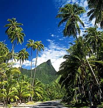 Palm trees, Moorea, Society Islands, French Polynesia, South Pacific, Oceania