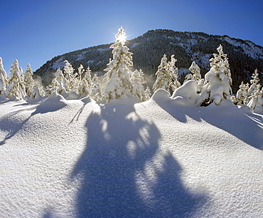 Winter, snow-covered trees, Isartal Valley, Wallgau, Upper Bavaria, Bavaria, Germany