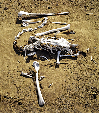 Pelican skeleton (Pelecanidae, Pelecanus)