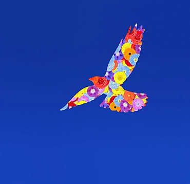 Coloured Alpine Chough Pyrrhocorax Graculus flying in blue sky