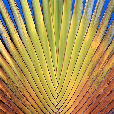 Leaf of the tree of the traveler, Ravenala madagascariensis, rare type of a fan palm