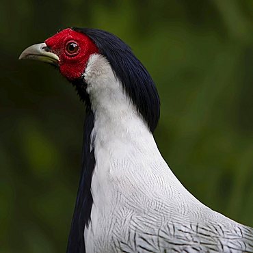 Silver pheasant (Lophura nycthemera), male