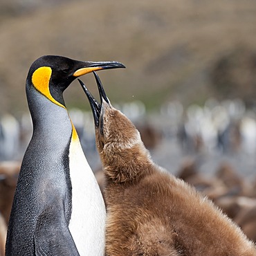 King penguin (Aptenodytes patagonicus) feeding a chick, Fortuna Bay, South Georgia Island