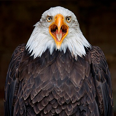 Bald eagle (Haliaeetus leucocephalus), Kranichfeld, Thuringia, Germany, Europe