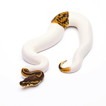 Royal python (Python regius), Leopard Piebald, male, reptile breeder Willi Obermayer, Austria