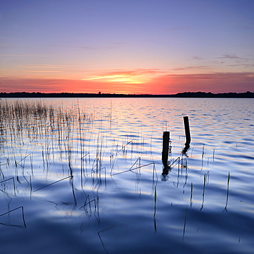 Reeds and poles in the lake at sunrise, Lake Schaal, Mecklenburg-Western Pomerania, Germany, Europe