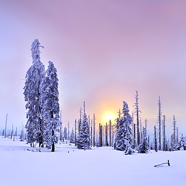 Sunset on the mountain Großer Rachel in winter, spruces covered with snow and spruces dead by bark beetle infestation, Bavarian Forest National Park, Bavaria, Germany, Europe