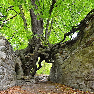 Old linden tree growing on the walls of a castle ruin, roots forming a gate, Lauenburg, Harz, Saxony-Anhalt, Germany, Europe