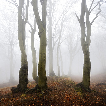 Mysterious forest in the fog, bizarrely overgrown bare beeches, autumn, Ore Mountains, Czech Republic, Europe