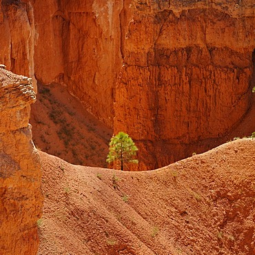 Rock formations and hoodoos, Douglas Fir (Pseudotsuga), Sunrise Point, Bryce Canyon National Park, Utah, United States of America, USA