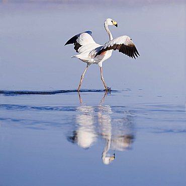 Puna or James’s Flamingo (Phoenicoparrus jamesi), Laguna de Chaxa, Atacama desert, Chile, South America